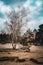 Barren tree in the sand in an open area surrounded by rocks and trees in Fontainebleau forest