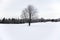 Barren tree in the snow