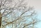 Barren tree with sprawling branches against a blue sky