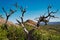 Barren tree in stark contrast to the stunning landscape of hills and valleys visible in background