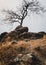 A barren tree on the top of a small hill. Rustic orange landscape