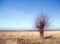 Barren tree, wind turbines