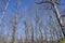 Barren trees in the forest at winter season