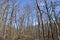 Barren trees in the forest at winter season