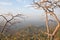 Barren trees on mountain