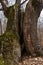 Barren trees in the winter