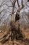 Barren trees in the winter