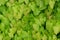 Barrenwort plant leaves for background design, epimedium pinnatum