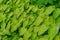 Barrenwort plant leaves for background design, epimedium pinnatum
