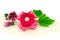 Barrette with elastic and pink ribbon, flowers and green leaf isolated on white background