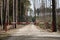 A barrier on a forest path with trees and sky