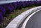 Barriers in a bend planted with blue purple sage flowers curb lines on the road