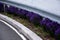 barriers in a bend planted with blue purple sage flowers curb lines on the road