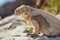 Barrington land iguana on Santa Fe Island, Galapagos National Park, Ecuador