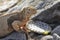 Barrington land iguana on Santa Fe Island, Galapagos National Park, Ecuador