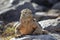 Barrington land iguana on Santa Fe Island, Galapagos National Park, Ecuador