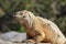 Barrington land iguana on Santa Fe Island, Galapagos National Park, Ecuador