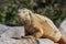 Barrington land iguana on Santa Fe Island, Galapagos National Park, Ecuador