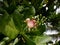 Barringtonia asiatica flower