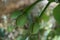 Barringtonia asiatica fruit with a natural background. This plant also calledBarringtonia asiatica, fish poison tree, putat, sea p