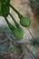 Barringtonia asiatica fruit with a natural background. This plant also calledBarringtonia asiatica, fish poison tree, putat, sea p
