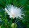 Barringtonia flower also known as fish poison tree, putat or sea poison tree