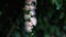 Barringtonia racemosa or Sagaribana or common putat or powder-puff tree at dawn at Hirakubo in Ishig