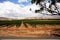 A Barrosa Valley Vineyard Australia