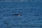 Barrow s Goldeneye feeding at seaside