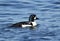 Barrows goldeneye swimming in sea