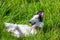 Barsoi greyhound rolling happy