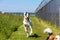 Barsoi greyhound running on the grass