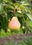 Bartlett Pear Ready for Picking