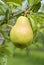 Bartlett Pear Ripening on the Tree