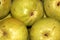 Bartlett pear, Williams pear, Pyrus communis `Williams`