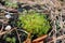 Bartramia pomiformis, the common apple-moss.