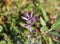 Bartsia alpina, known as alpine bartsia or velvetbells