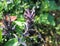 Bartsia alpina, known as alpine bartsia or velvetbells