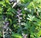 Bartsia alpina, known as alpine bartsia or velvetbells