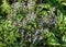 Bartsia alpina, known as alpine bartsia or velvetbells