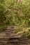 Barva volcano trails, Barva National Park, Costa Rica