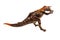 Baryonyx  ,dinosaur on white background