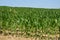 Bas rhin, corn field in Hunspach in alsace