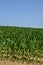 Bas rhin, corn field in Hunspach in alsace