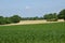 Bas rhin, corn field in Hunspach in alsace
