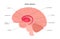 Basal ganglia anatomy