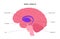 Basal ganglia anatomy