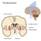 The basal nuclei of the brain