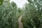 The basal shoots of Populus alba on both sides of the trail. Berlin, Germany