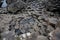 Basalt Columns at Giants Causeway